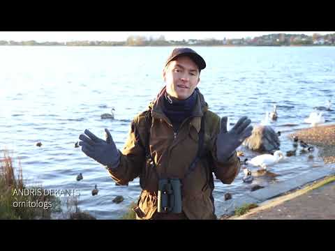 Video: Anglijā Atrastas Milzīga Sena Zobaina Putna Atliekas! - Alternatīvs Skats