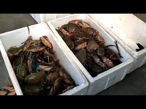 VIDIO EDUKASI: "RAJUNGAN"