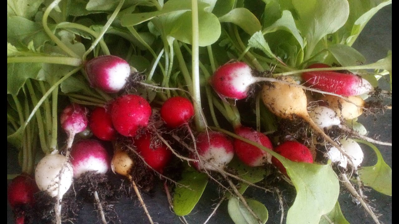 le 01/11/2021:Quels radis et salades semer en novembre ?