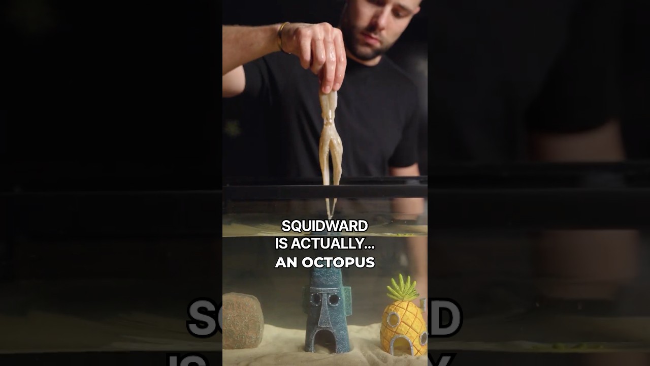 I Cooked Squidward