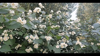 Rassoul - A Lifelong Wait