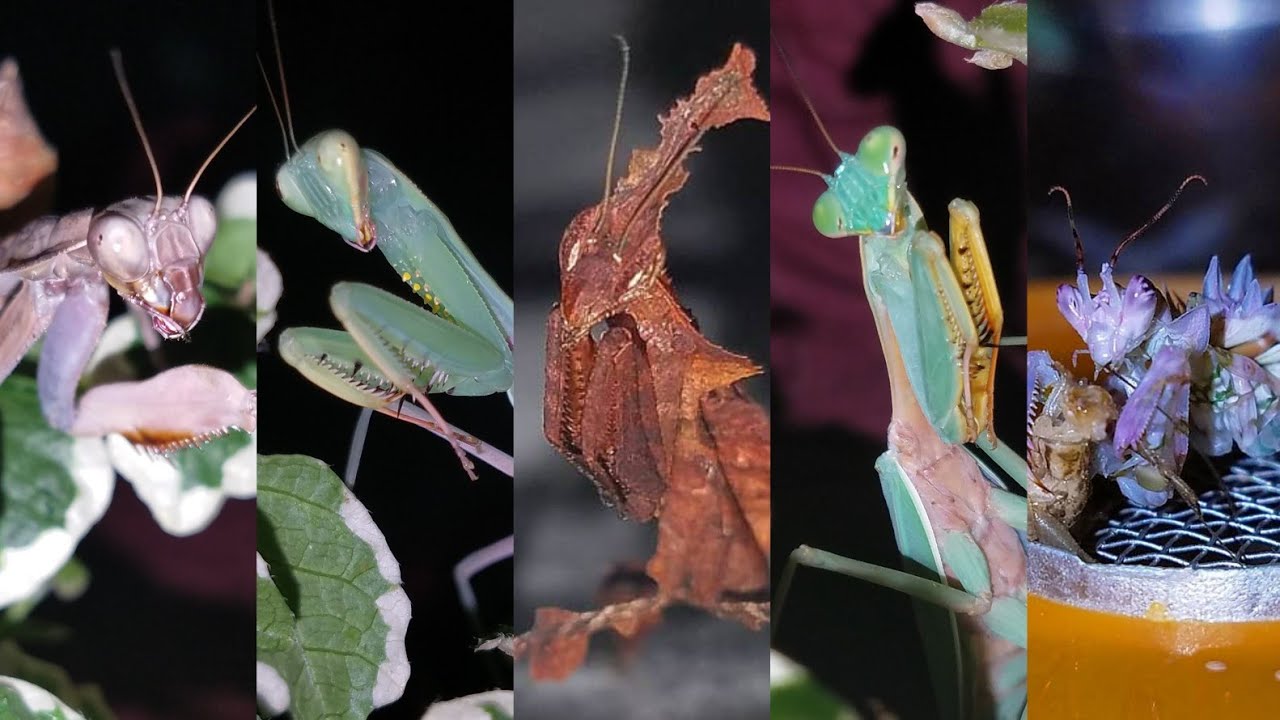 praying mantis exotic