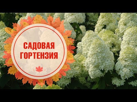 Как правильно укрыть гортензию древовидную на зиму? &#55356;&#57119; гортензия посадка и уход