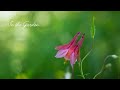 In the Garden - Violin Solo in a Celtic Style