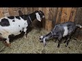 Sweety Had Twins and Spring Has Sprung