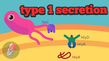 Type 1 secretion system