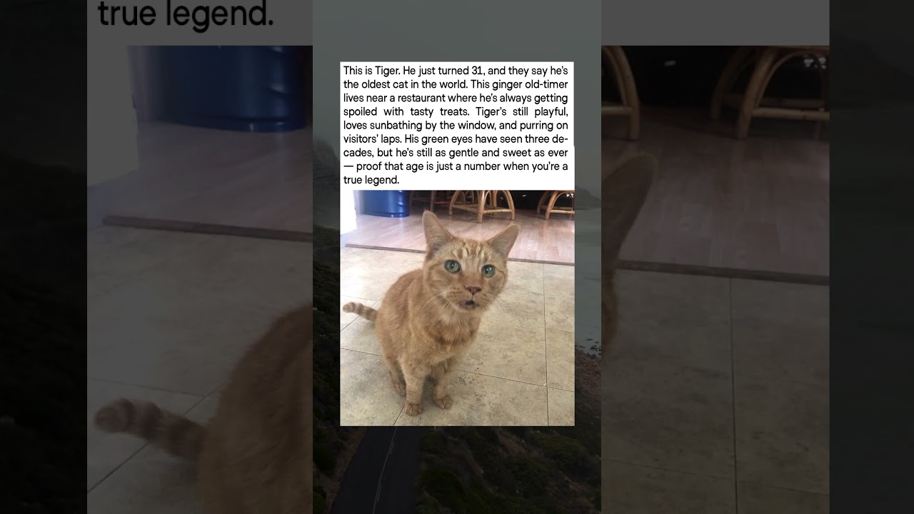 The World’s Oldest Cat Is Living His Best Life