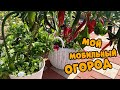 МОБИЛЬНЫЙ ОГОРОД ДЛЯ ДАЧИ И БАЛКОНОВ