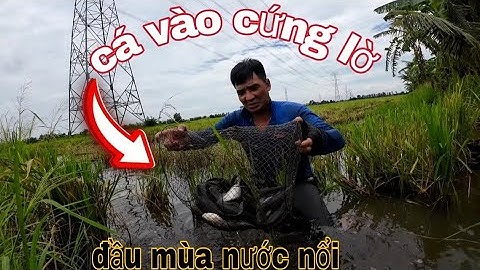 Nước lên,,cá vào cứng lờ,,trên cánh đồng nước nổi - vũ heo