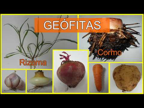 Vídeo: O que é uma planta geófita?