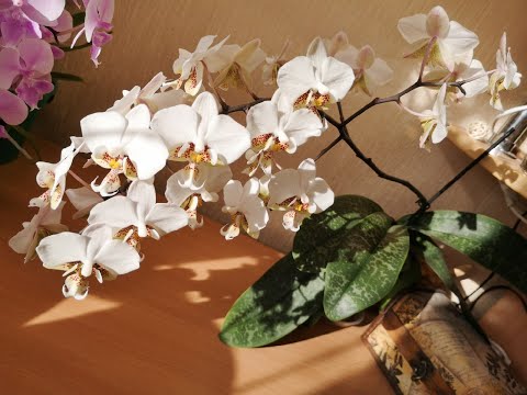 Phal. Stuartiana Pico Chip, цветение орхидеи. 🌼