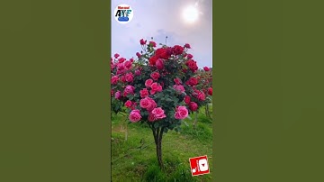 #سورة_الرحمن #سورة_البقرة #سورة_الكهف #سورة_الواقعة #سورة_الملك #1000subscriber #islamicshortvideo