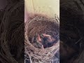 Baby Robins from Day 0 to the Day the Leave the Nest