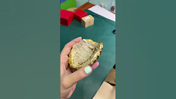 Черепаха без панциря? Нет! #животные