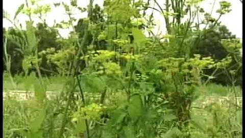 Dangers of Wild Parsnip