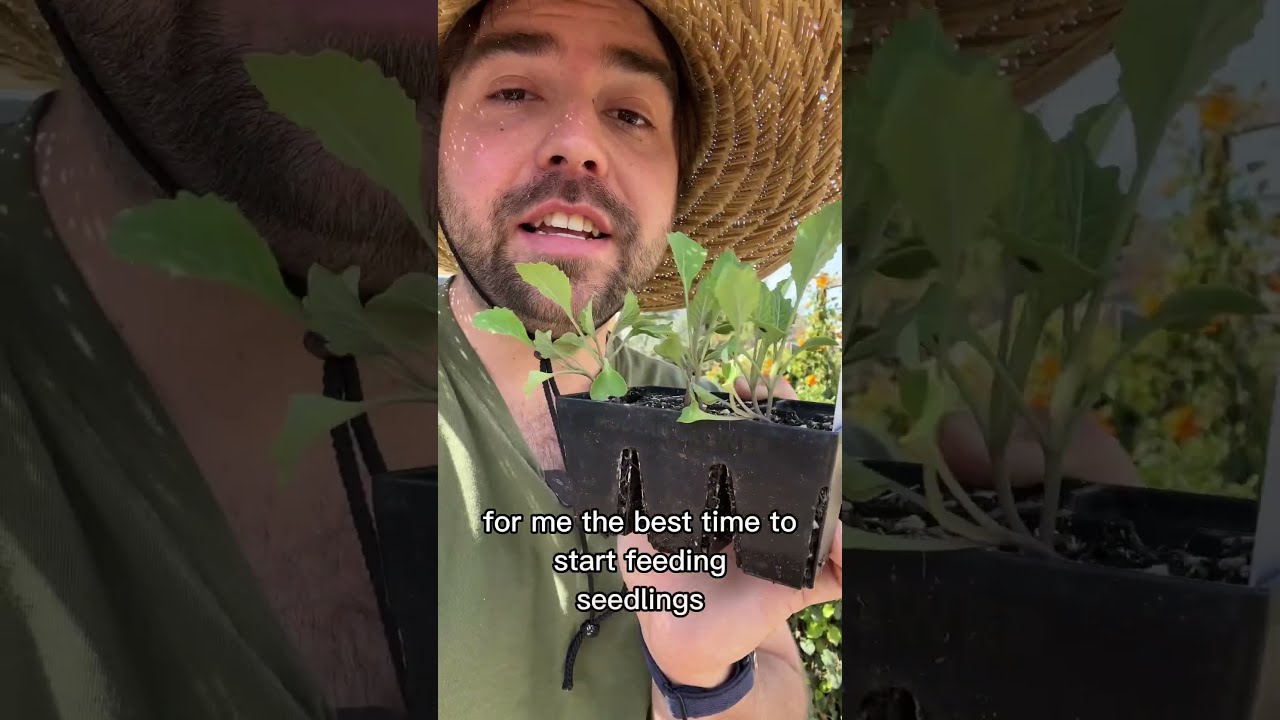 Fertilizing Seedlings How And When