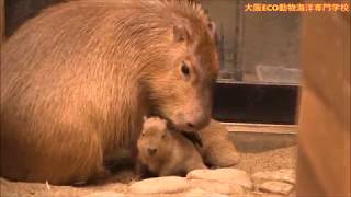 カピバラ 大阪ECO動物海洋専門学校篇カルシファーちゃん兄になる