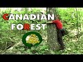 Canadian Forest Tour by EconoChallenge