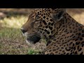 El jaguar, el guardián de los bosques de Panamá