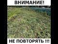 Довыращивались Высокорослые помидоры в теплице#Shorts