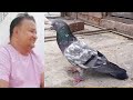 Ustad shahid shabbir sab ki chat se parwazi pigeons