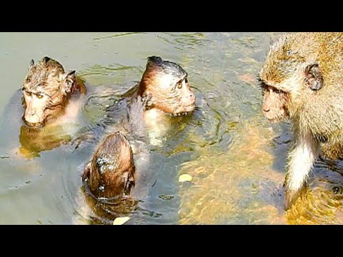monkey life location Glad to see Young monkey in groip Amaru are swimmimg and sunlight