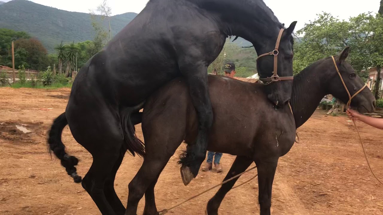 Mujer cojiendo caballo