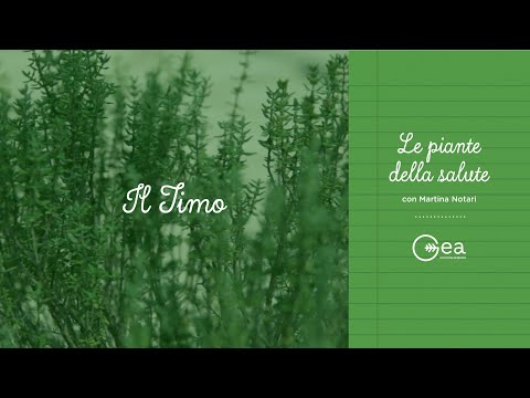 Le piante della salute - Il Timo