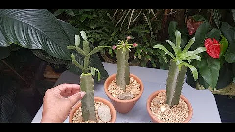 Como clonar uma suculenta?