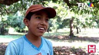 Trepados en lo alto cosecha de Mangos. En Chiapas el corte del más dulce y endémico: Mango Ataulfo