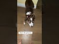 The COOLEST trick I taught my dog 🔥