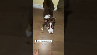 The COOLEST trick I taught my dog