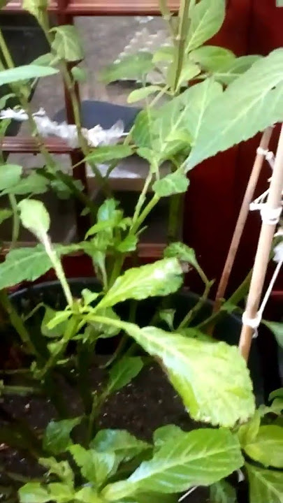 How to maximise your Salvia Divinorum growth