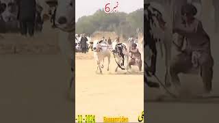 Bull Race Pakistan bul