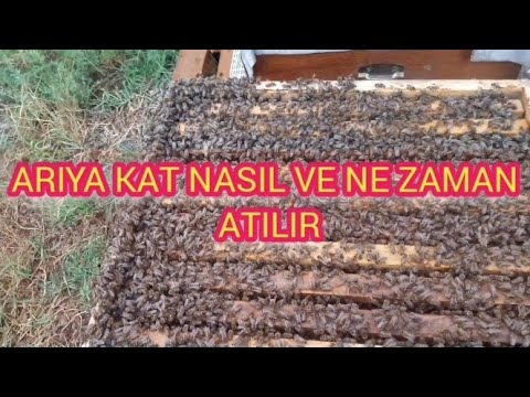 Arıya kat neden/nasıl/ne zaman verilir #beekeeper#arıcılık  #نحل_العسل #arı