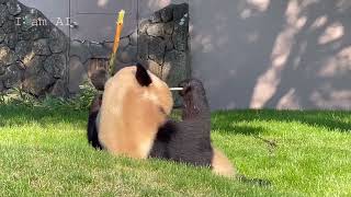 Adorable Giant Panda Eating Bamboo Stick | #Adventure World, #Shirahama | #Japan