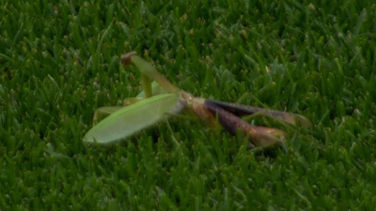 NYM@WSH: Praying mantis interrupts sixth inning - YouTube