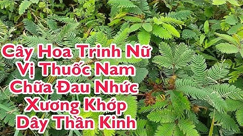 Cây Xấu Hổ (Cây Trinh Nữ, Ngủ Ngày...) Trị đau nhức xương khớp, dây thần kinh