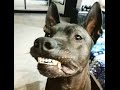 Thai Ridgeback Dog - Тайский Риджбек - Funny slides