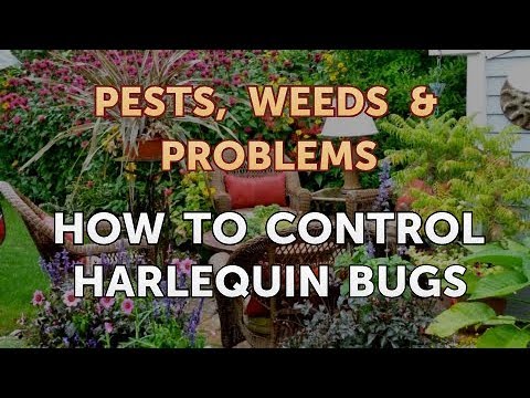 Video: Controllo degli insetti Arlecchino - Come prevenire i danni degli insetti Arlecchino