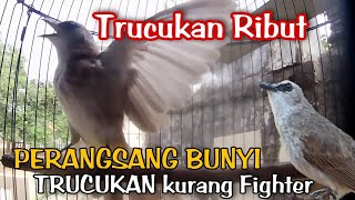 TRUCUKAN RIBUT ampuh Buat Pancingan TRUCUKAN GACOR kurang Fighter