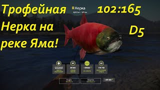 Трофейная Нерка на реке Яма. Русская рыбалка 4. рр4