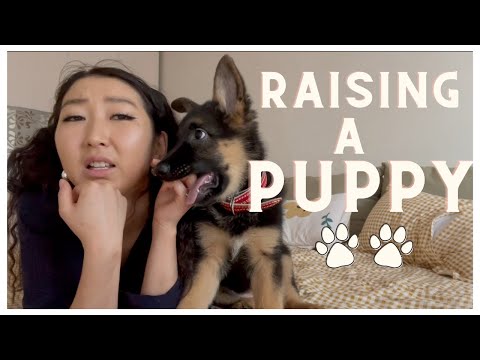 Видео: Өдөрт хэдэн удаа нохой тэжээх вэ