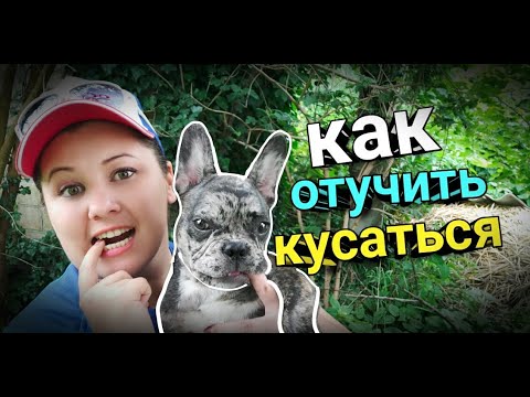 4 ЭФФЕКТИВНЫХ способа отучить щенка кусаться. Мокрый нос французский бульдог Луна