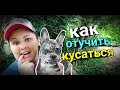 4 ЭФФЕКТИВНЫХ способа отучить щенка кусаться. Мокрый нос французский бульдог Луна