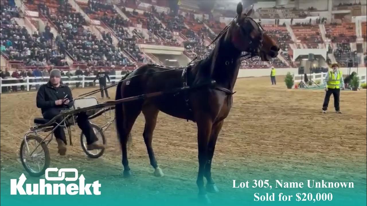 Highlight Lot 305, PA Harness Horse Sale YouTube