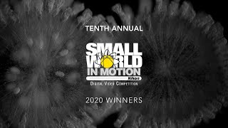 Nikon Small World In Motion 2020 Winners