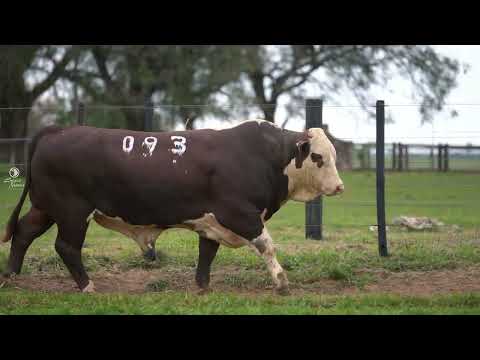 LOTE 09   TAT  093   GC
