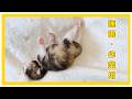 かわいすぎる子猫がただただ寝ている姿が癒される おやすみなさい【保護猫生活1日目】