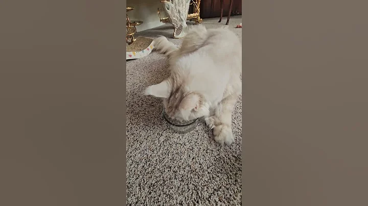 Video 11558901: mainecooncat mainecoons, love mainecoon, mix